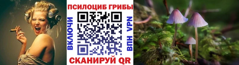 закладки  Томмот  Псилоцибиновые грибы Cubensis 